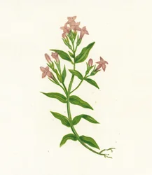 Field Gentian, Gentiana Campestris